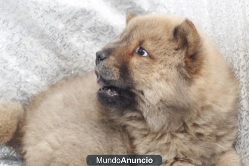 regalo,,CHOW CHOW, MAGNIFICA CAMADA, GARANTIA