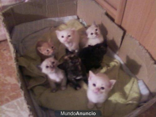 Regalo gatos