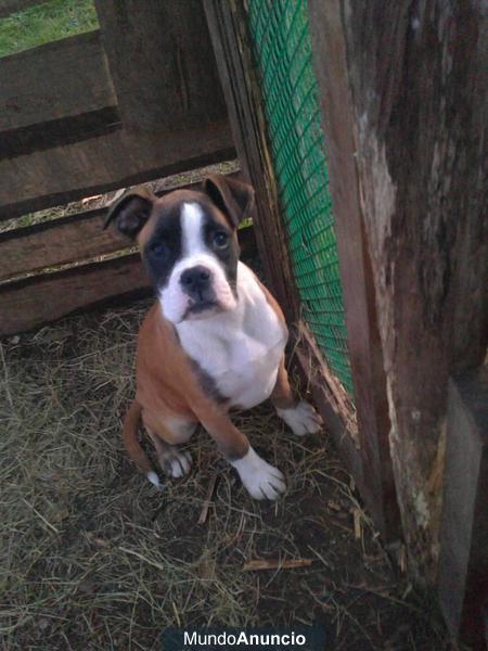 Se vende hembra de boxer