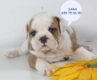 Tu Bulldog inglés, un precioso cachorro - mejor precio | unprecio.es