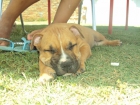 american stanffordshire,amstaff - mejor precio | unprecio.es