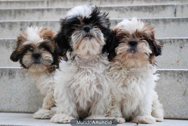 Cachorros Shih-Tzu, listos para entregar