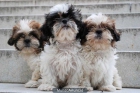 Cachorros Shih-Tzu, listos para entregar - mejor precio | unprecio.es