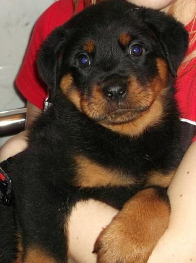 EXCELENTES CACHORROS DE ROTTWEILER