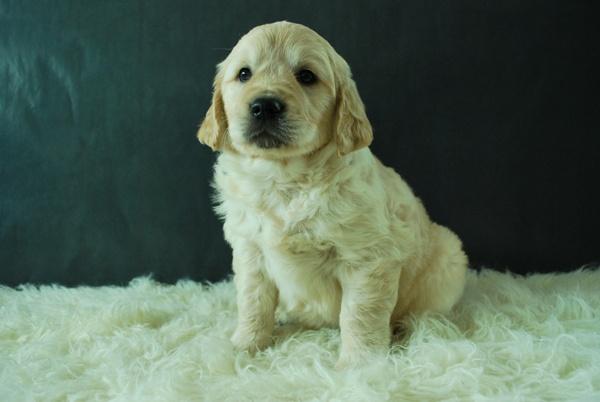 GOLDEN RETRIEVER AUTENTICOS DE RAZA CON PEDIGREE