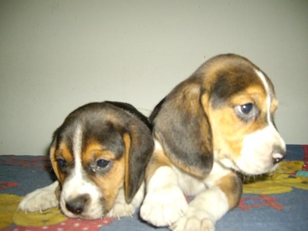 VENDO PECIOSOS CACHORRAS BEAGLE TRICOLOR CON PEDIGREE. A 200 .