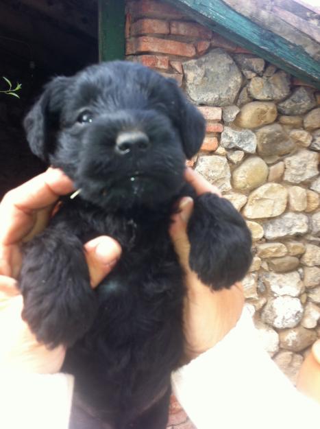 Vendo schnauzer miniatura negros