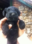 Vendo schnauzer miniatura negros - mejor precio | unprecio.es