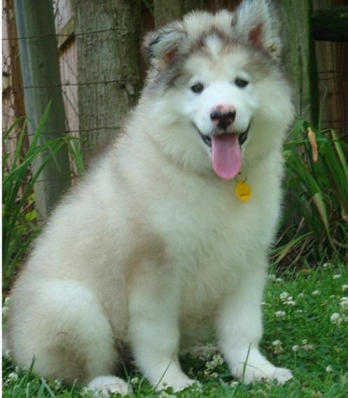 Alaskan Malamute Cachorro Disponible