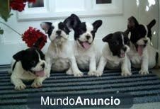 Cachorros Bulldog Frances