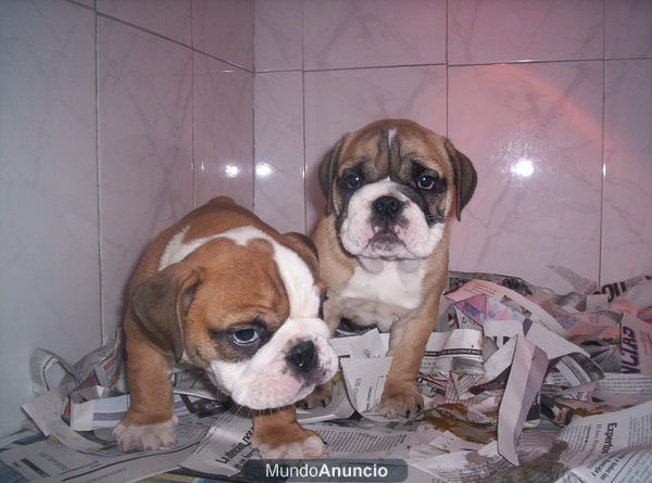 CACHORROS DE BULLDOG INGLES, 950 EUROS