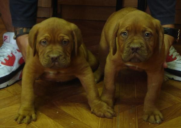 CACHORROS DE DOGO DE BURDEOS 850