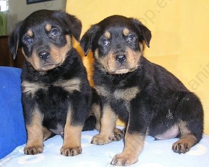 CACHORROS DE ROTWEILLER