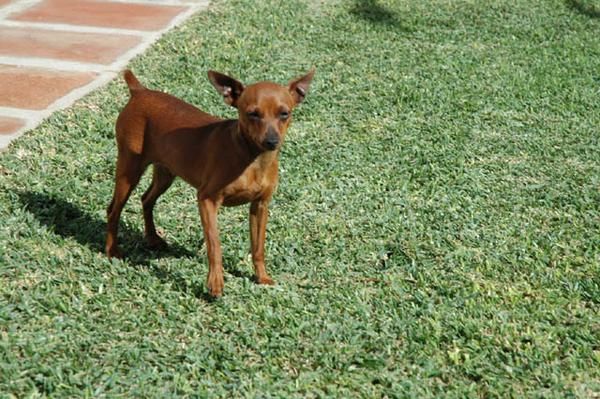 Excelente Pareja de PINSCHER MINIATURA