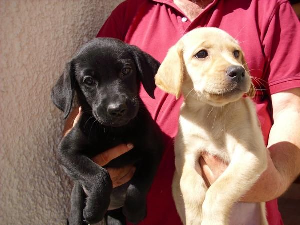 labradores preciosos