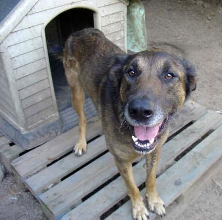 pastor alemán-dogo en adopción