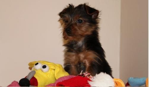 perrito registrado de Yorkshire Terrier