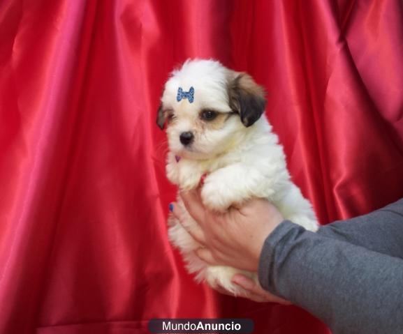 REGALO CAMADA DE SHIH TZU MINIS