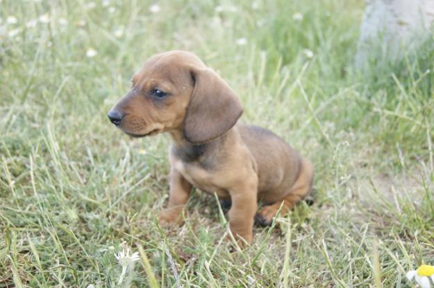 Teckel cachorros listos para entregar Fotos reales