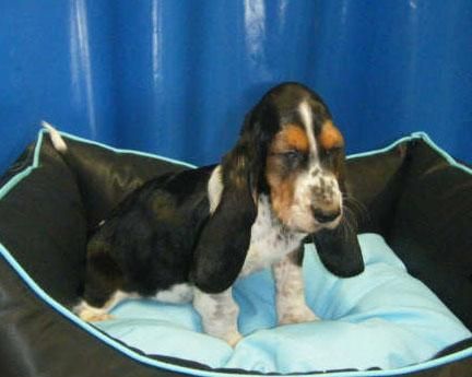 ¡Basset hound, impresionantes cachorros