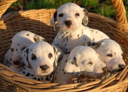 A la venta cachorros de dalmata