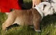 BULLDOG Inglés CACHORRITOS CON PEDIGREE -