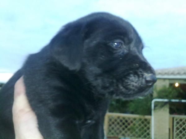 cachorros de calidad en LABRADOR CON PEDIGREE 360 EUORS