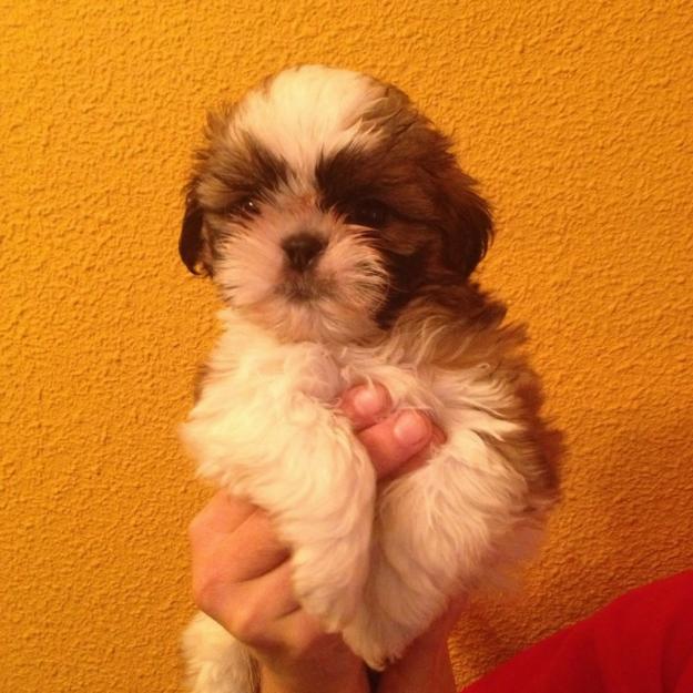 Cachorros de shih tzu , pedigre Loe