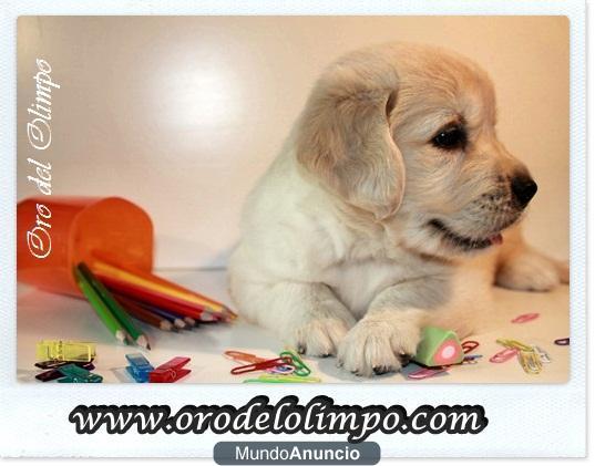 CACHORROS GOLDEN RETRIEVER. DESC.MULTCH.PADRE A 1 PTO. CH.J.ESPAÑA. MÁXIMA CALIDAD, GARANTÍAS Y PRUEBAS OFICIALES SALUD