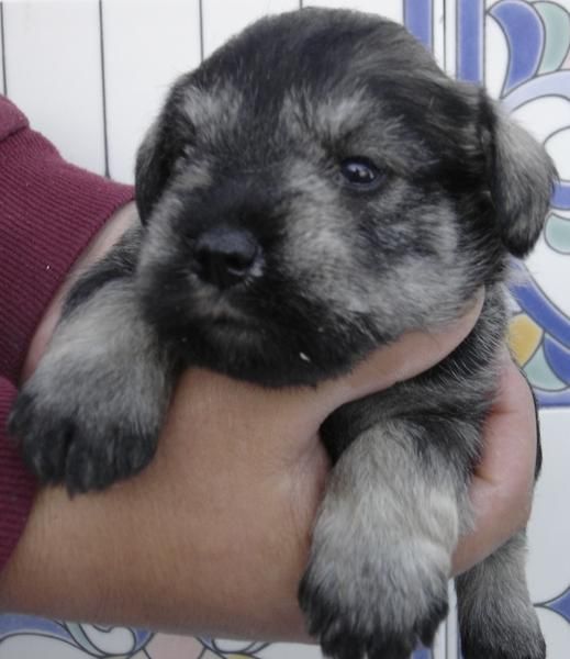 Excelente camada de schnauzer miniatura sal y pimienta