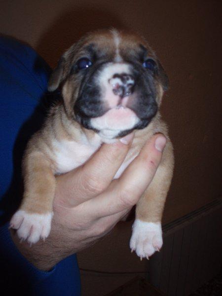 ultimos dos caxorros de american stafforshire terrier