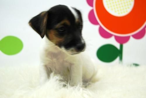 /// Jack Russel Terrier Cachorritos Disponibles ///