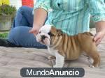 bebe adorable bulldog ingles cachorros