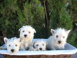 BICHON MALTES Y WESTY,  IDEALES CACHORROS PARA EL HOGAR, 350€