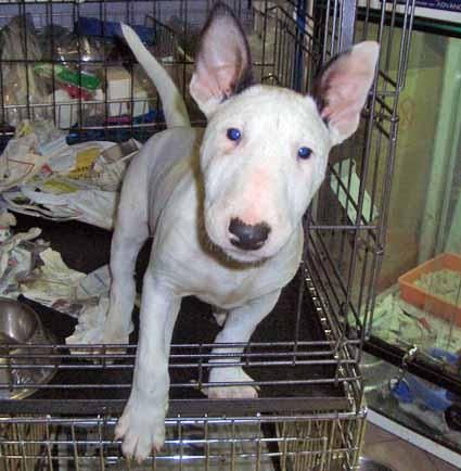 bullterrier mini