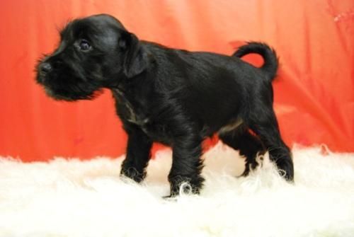 cachorros de snauzer miniatura saly pimienta y tambien en color negro, super bonitos