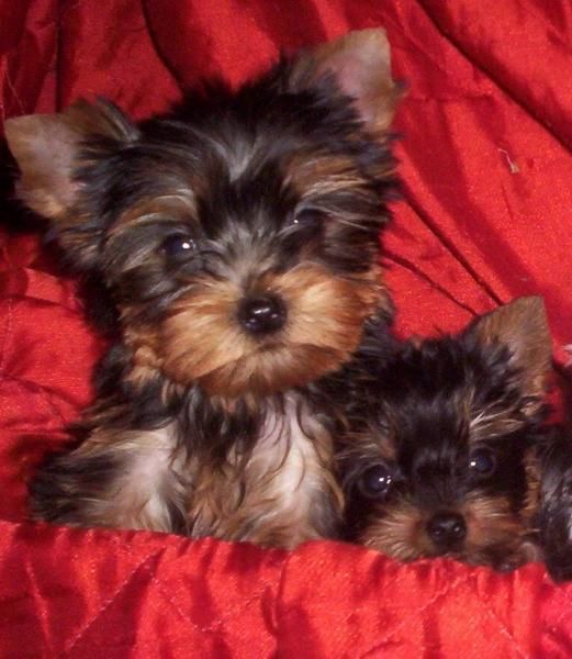 CACHORROS YORKSHIRE TERRIER A 400 EUROS TOY