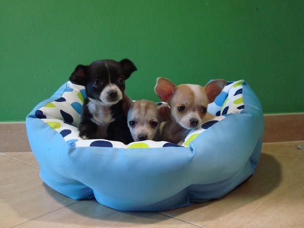 EL RINCON DEL CACHORRO CHIHUAHUAS DISPONIBLES