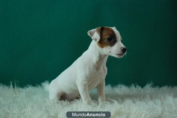 jack russell terrier, machos y hembras con dos meses, con dos meses