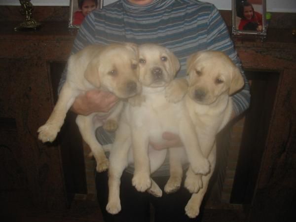 Labradores retriever,dorados y negros,cachorros con pedigree.