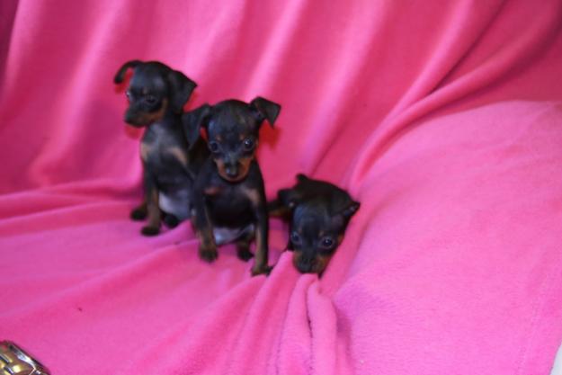 Pinscher Toy Malaga