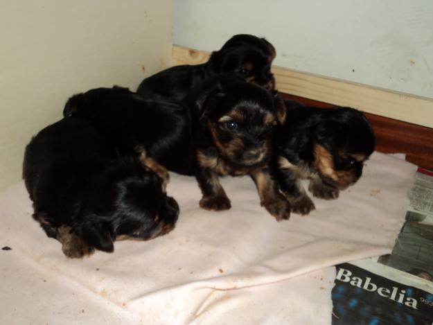 SE VENDE ULTIMO CACHORRO YORKSHIRE TERRIER