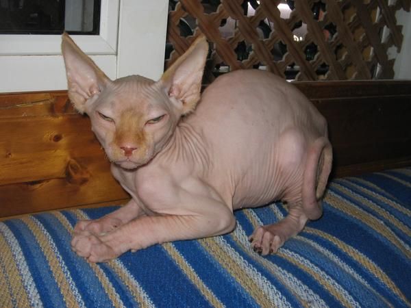 SPHYNX  o  ESFINGE (gatos sin pelo)