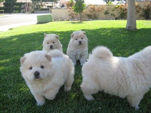 adopto chow chow