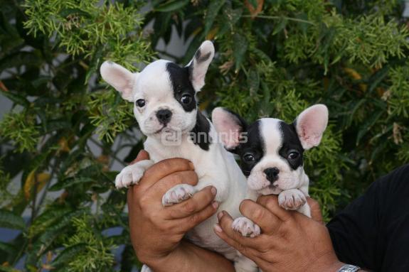 Bulldog frances con 13 semanas Para Adopcion