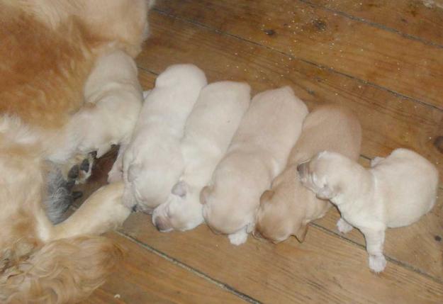 cachorros de golden retreiver cachorros de pura raza nacionales padres a la vista