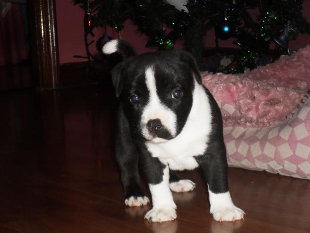 CACHORRROS Stafforshire bull terrier