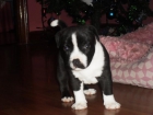 CACHORRROS Stafforshire bull terrier - mejor precio | unprecio.es