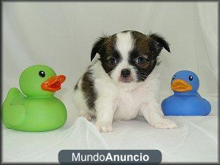 Chihuahua cachorro para la venta.