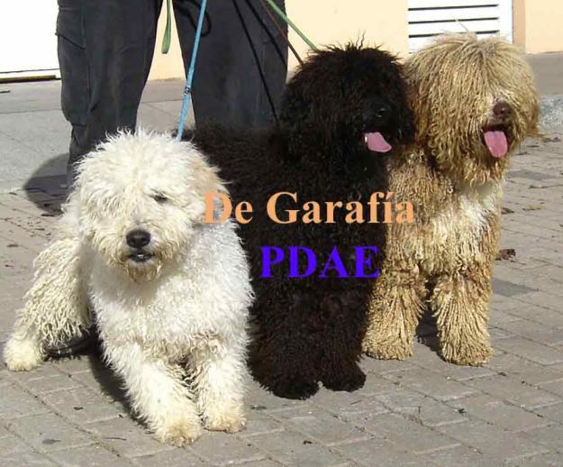 EXC CACHORROS DE PERRO DE AGUA ESPAÑOL, PEDIGRI EN MANO